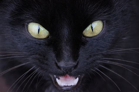 Angry Black Cat Stock Photo Download Image Now Istock