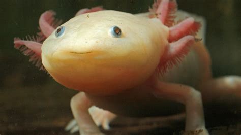 Axolotl Steckbrief Biologie Schule