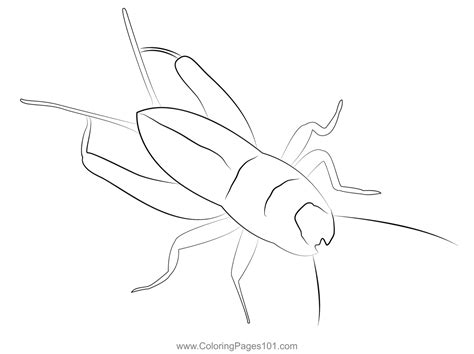 Cricket Insect Coloring Page