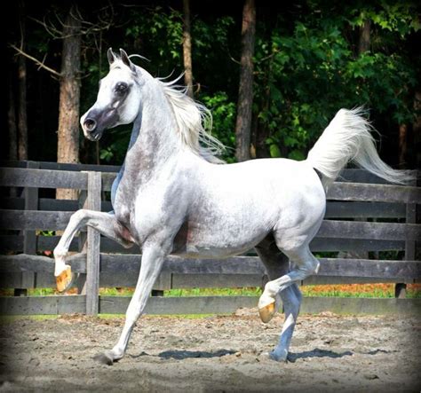 famous arabian stallions images  pinterest arabian horses horses  arabian stallions