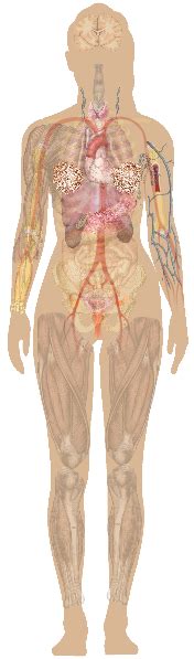 The body is a thing that can be hurt or killed. File:Female shadow anatomy without labels.svg - Wikimedia ...