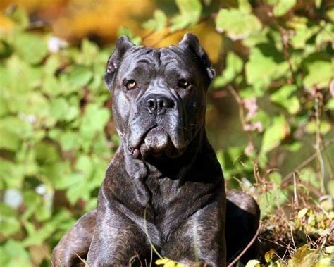 Pin By Shawn Thomas On Dogs Cane Corso And Black Pitbull Cane Corso