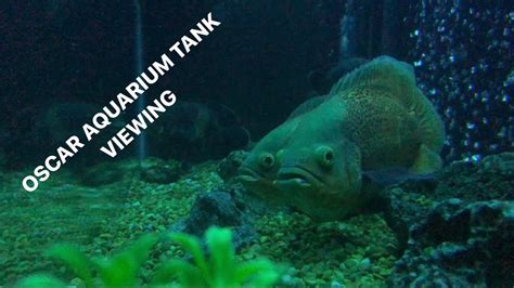 Oscar Aquarium Tank Viewing Youtube