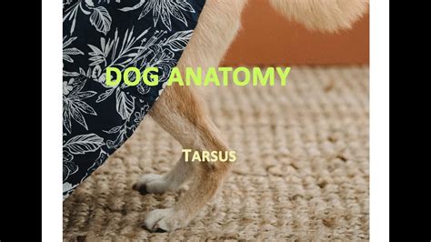 Anatomy Of Dog Tarsal Bones Or Tarsus Region Veterinary Anatomy Dog