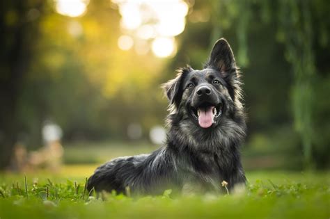 Das Sind Die 30 Beliebtesten Hundenamen In Deutschland