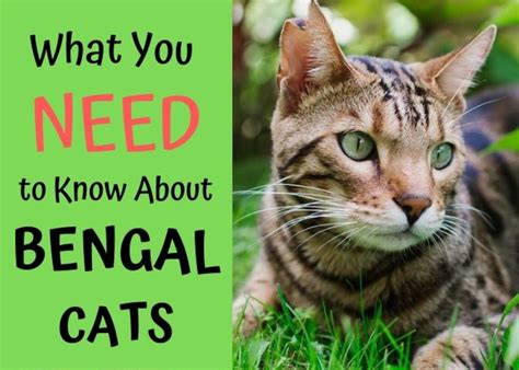 Bengal cats are usually quite large and lean. The Joys and Hazards of Living With a Pet Bengal Cat ...