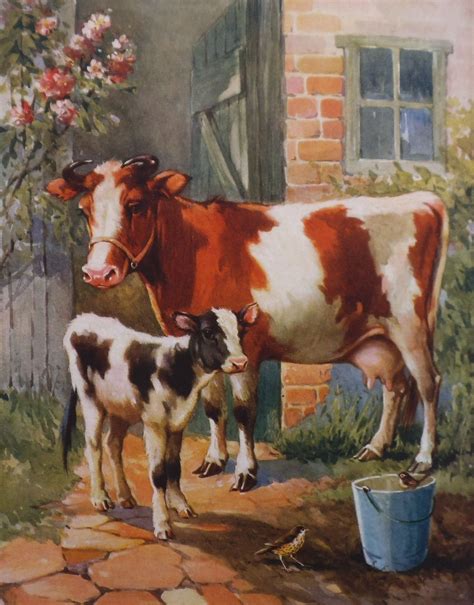 Vintage Dairy Cow Print Dairy Cow And Her Calf By A E Kennedy 1935