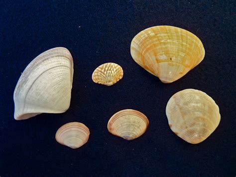 Bali Shells I Love Shelling