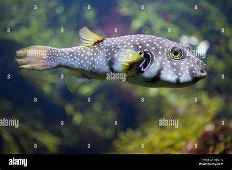 White Spotted Puffer Arothron Hispidus Marine Fish Stock Photo Alamy