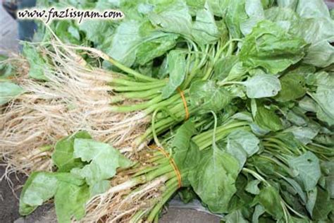 Untungnya harga pasar bayam yang ekonomis serta mudah didapat membuat semua kalangan dapat menikmati sayuran hijau satu ini. Bayam hijau | Segalanya Tentang Tumbuhan...