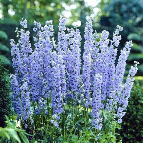 Larkspur Imperial Blue Bell Consolida Regalis Buy Australian Seed