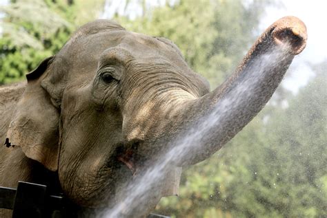 New Study Finds That Elephants Evolved The Most Discerning Nose Of Any