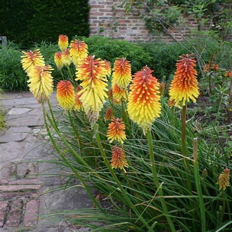 Red hot pokers have languished unloved since the 1970s, an easy target for the taste police. Red Hot Poker Perennial Flower Kniphofia uvaria Torch Lily See