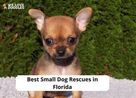 Small Dog Rescue Ocala Florida