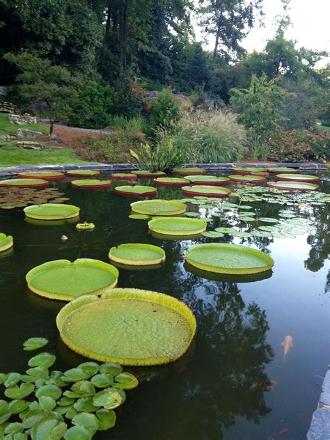 Company page in hillsborough , nc for your business needs. Sarah P. Duke Gardens in Durham, NC | Durham north ...