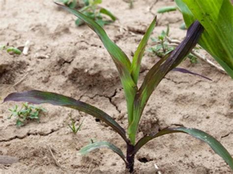 Pick ears first thing for best flavor. What To Do When Your Corn Seedlings Turn Purple - AgWeb