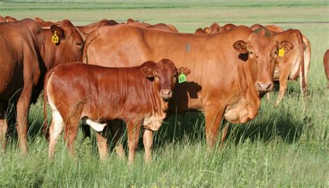 Afrikaner Cattle Breed Everything You Need To Know