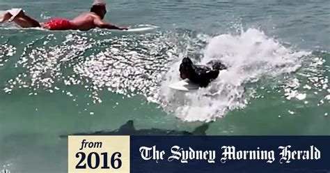 Video Shark Swims Under Byron Surfer