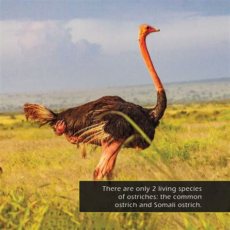 Ostriches A My Incredible World Picture Book For Children