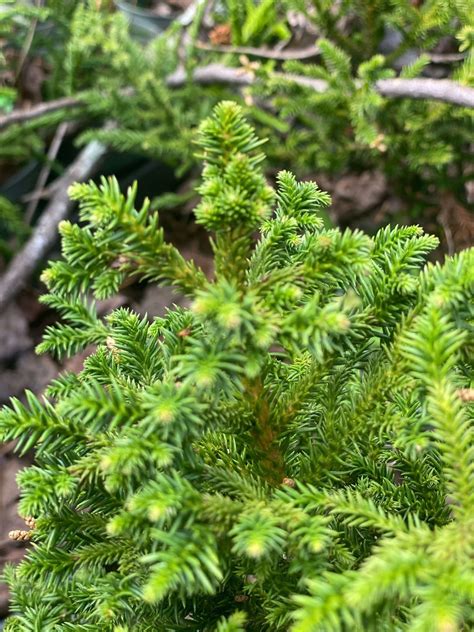 Cryptomeria Japonica Lobbi Nana Dwarf Japanese Cedar Maple Ridge