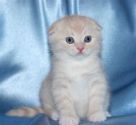British Shorthair Cats For Sale Dallas Tx 258698