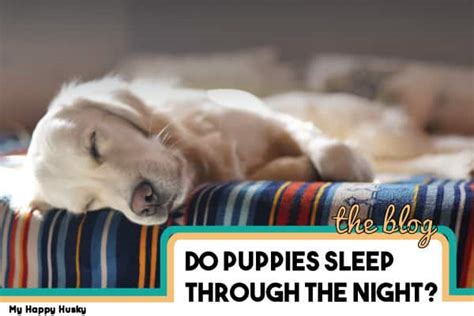 Assuming your puppy is being crated at housebreaking should have started when you brought the puppy home, realizing it will take several months to fully achieve. 4 Best Ways to Help Your Puppy Sleep at Night - Sleep ...
