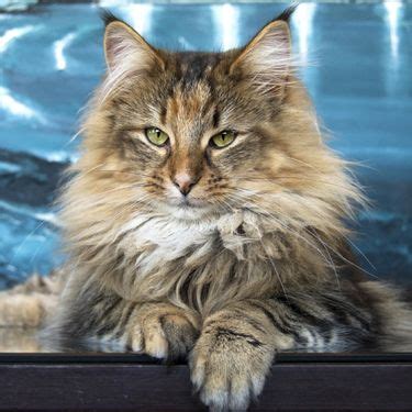The norwegian forest cat is a fluffy, long haired breed. Norwegian Forest Cat, Noldor Forest, Norwegian Forest Cat ...