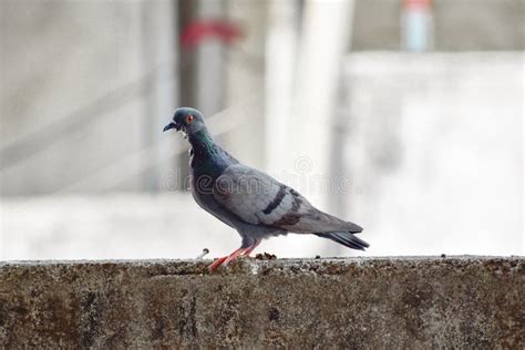 Pigeon On A Building Stock Image Image Of City Animal 115254853