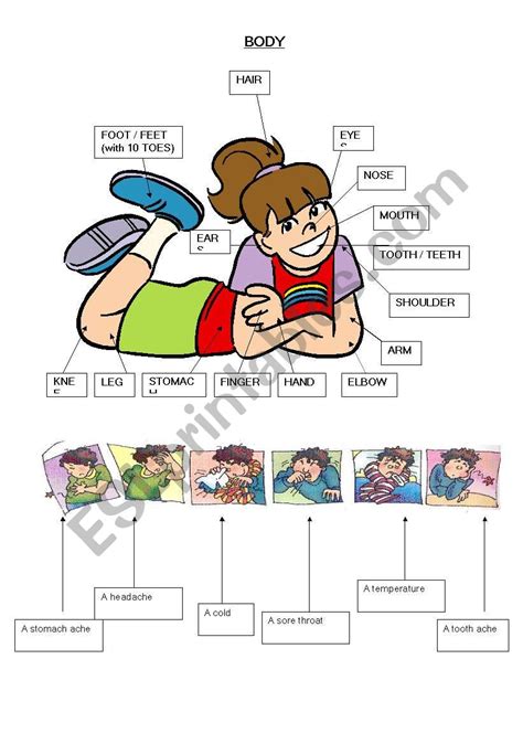 Synonyms may differ by their 68. English worksheets: body vocabulary and illnesses