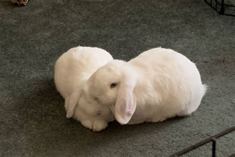 Belindas Bonded Pair Gallery House Rabbit Society Small Pets House