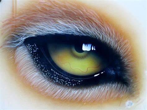 Cougar Eye By Coincarver On Deviantart