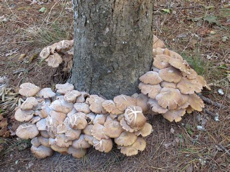 Edible Fall Mushrooms All Mushroom Info