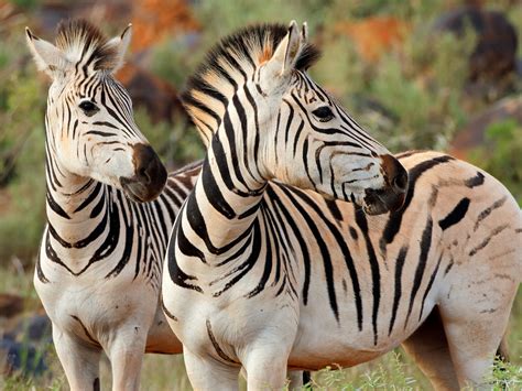 zebra – RARI Food International GmbH