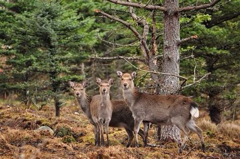 Sika Deer In Scotland Animals Wild Animals Deer
