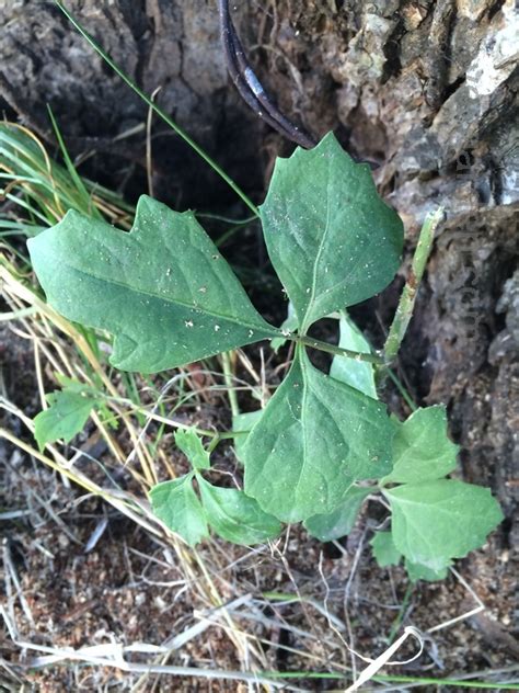 Plant Identification Closed Poison Oak 1 By Vossner