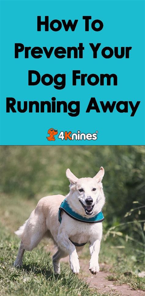 Dogs who are always kept in secure places, supervised by their owners, and treated like part of the family will have a harder time finding opportunities to run away — and they likely won't want to. How to Prevent Your Dog from Running Away | Your dog ...