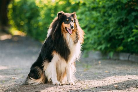 Lassie Bilder Und Stockfotos Istock