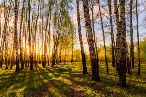 Sunset In A Spring Birch Forest With Fresh Leaves Stock Photo Image