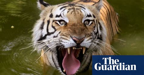 Nepals Tiger Population On The Rise Conservation The Guardian