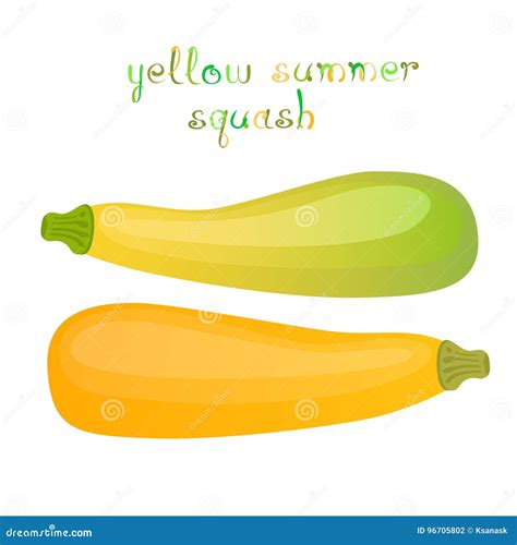 Yellow Summer Squash Stock Vector Illustration Of Nutrient 96705802
