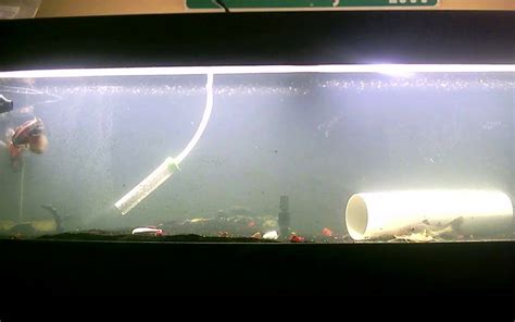 300g Monster Fish Tank Live Stream Youtube