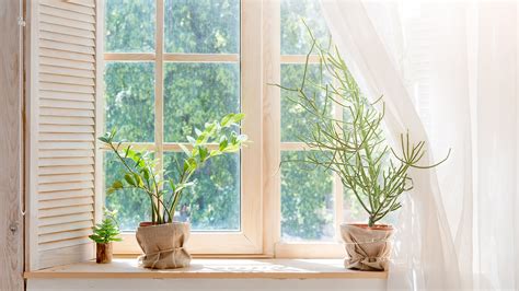 Window View Of The Garden Zoom Backgrounds Ph