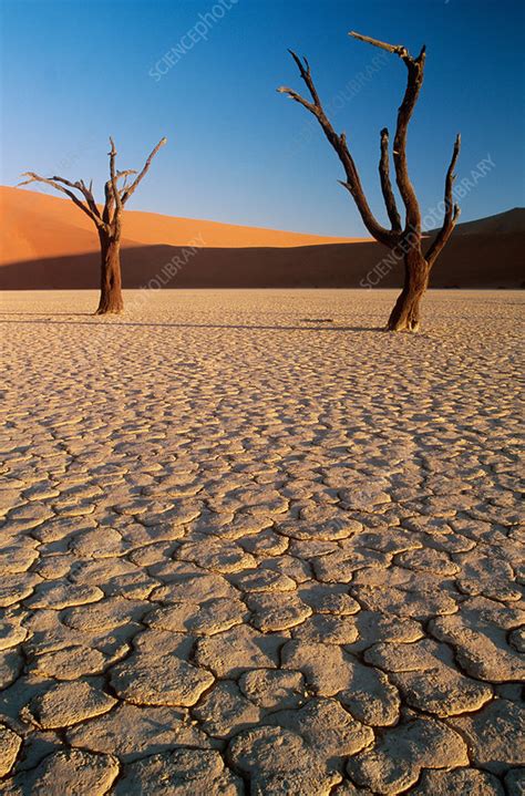 Sand Dunes Namibia Stock Image C0120381 Science