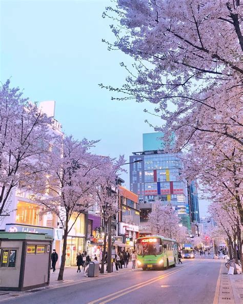 Cherry Blossom In Sinchon Seoul South Korea In 2021 South Korea