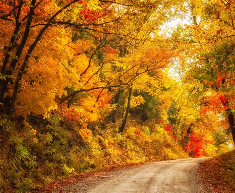 Photo Forest Road Autumn Leaves Free Pictures On Fonwall