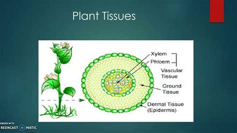 The Plant Tissues Youtube