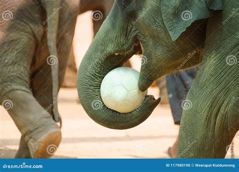 Elephant Playing Football Stock Photo Image Of Play 117980190