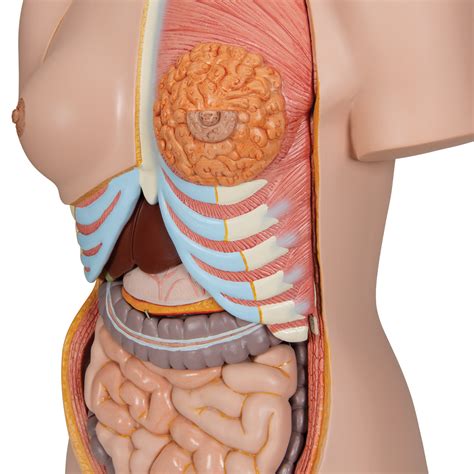 We did not find results for: Human Torso Model | Life-Size Torso Model | Anatomical ...