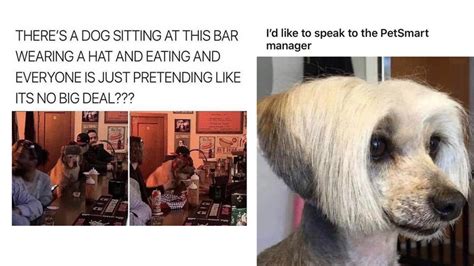 Celebrate National Dog Day With These 15 Memes Know Your Meme