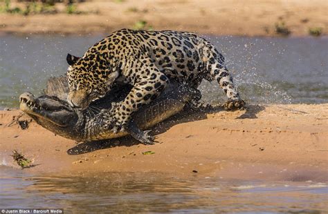 Jaguar Hunts Caiman 10 Pics Amazing Creatures
